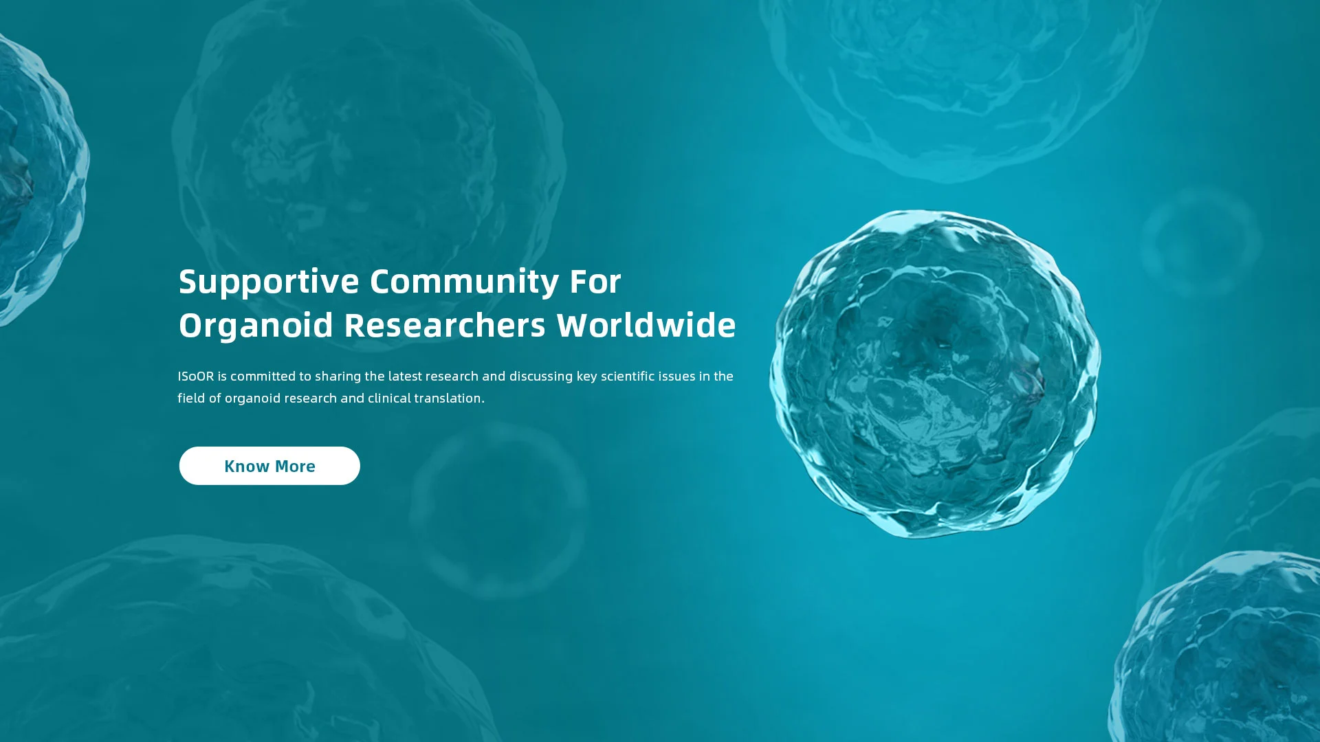 Supportive Community For Organoid Researchers Worldwide