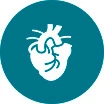 Cardiac/Heart Organoids