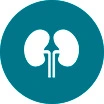 Kidney Organoids